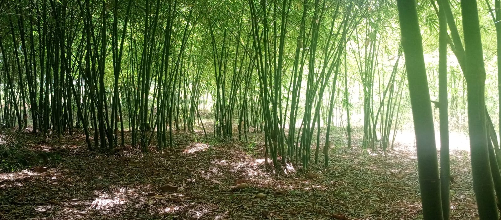 Sunlight filtering through a mature bamboo stand at the EcoGreen project in Busia.