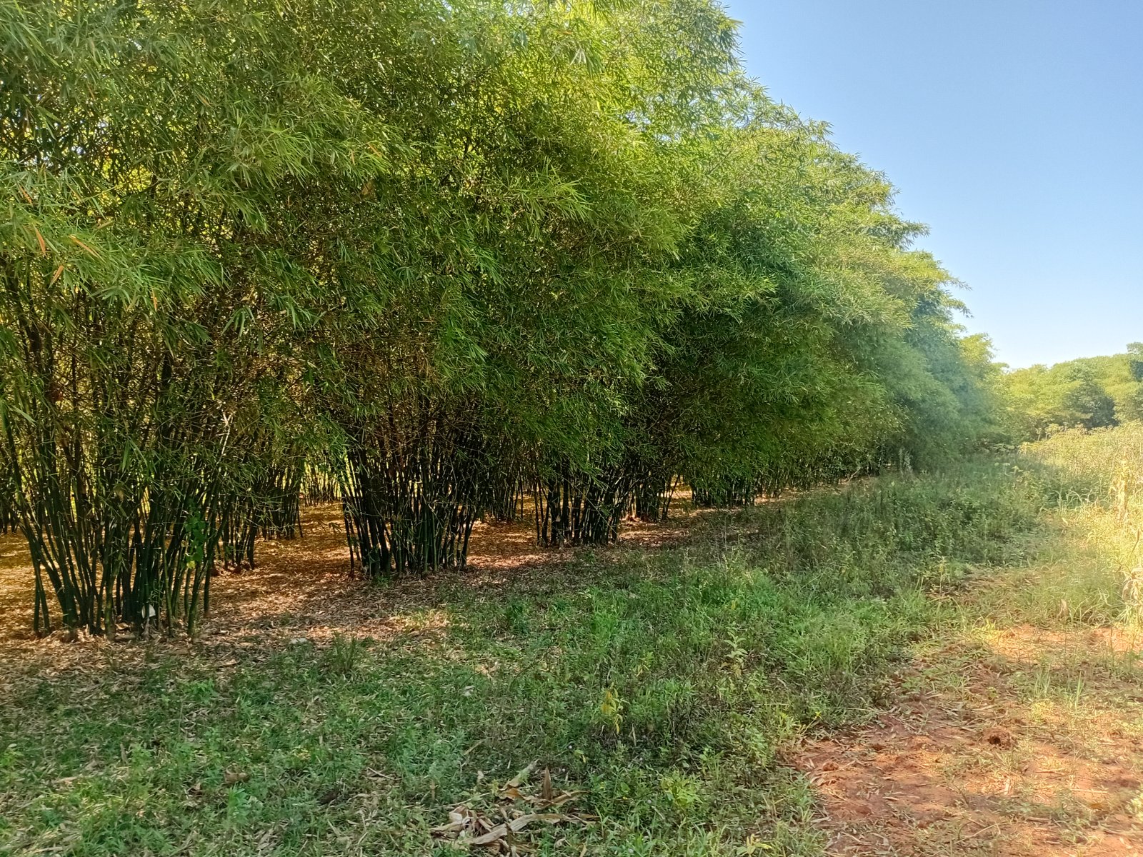 A line of mature bamboo running along the edge of an open field at the EcoGreen project.