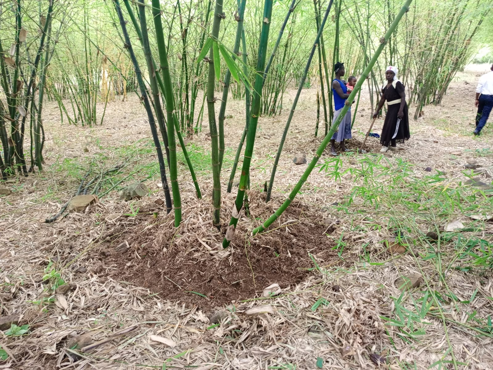 A mature bamboo clump at one of the EcoGreen cooperative farms, with community members in the background.